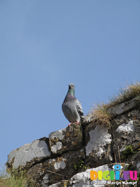 SX03240 Rock Dove (Columba Livia) on Carew castle wall